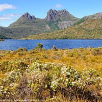 Buy canvas prints of Cradle Mountain and Dove Lake - Tasmania by Laszlo Konya