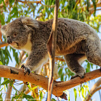 Buy canvas prints of Koala walking on a branch - Cowes by Laszlo Konya
