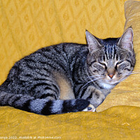 Buy canvas prints of Snoozing cat - Uopini by Laszlo Konya