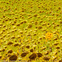Buy canvas prints of Sunflower field - Rabe de las Calzadas by Laszlo Konya