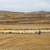 Buy canvas prints of Shepherd with his flock - Rabe de las Calzadas by Laszlo Konya