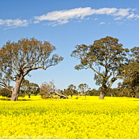 Buy canvas prints of Gum trees and canola - Grampians by Laszlo Konya