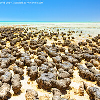 Buy canvas prints of Stromatolites at Hamelin Pool - Denham by Laszlo Konya
