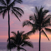 Buy canvas prints of Palm trees - Big Island by Laszlo Konya