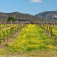 Buy canvas prints of Vineyard - Grampians by Laszlo Konya