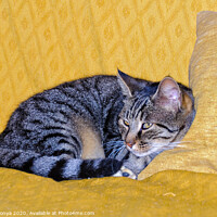 Buy canvas prints of Watching cat - Uopini by Laszlo Konya