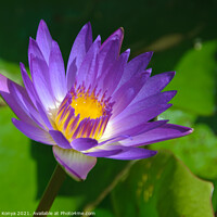 Buy canvas prints of Lotus Flower - Heviz by Laszlo Konya