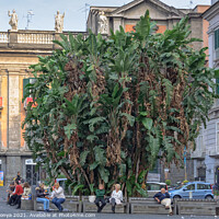 Buy canvas prints of Banana palm - Napoli by Laszlo Konya