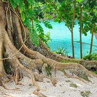 Buy canvas prints of Giant Roots - Efate Island by Laszlo Konya