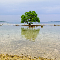 Buy canvas prints of Tree on a coral rock reef - Espiritu Santo by Laszlo Konya