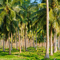 Buy canvas prints of Coconut palm trees - Espiritu Santo by Laszlo Konya