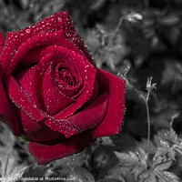 Buy canvas prints of Red Rose in the rain by Tony Lewis
