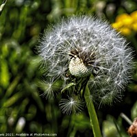 Buy canvas prints of Dandelion in the wind by Tony Lewis