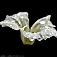 Buy canvas prints of Rain drops on wild flower by Tony Lewis