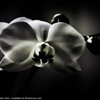 Buy canvas prints of Orchid by Tony Lewis