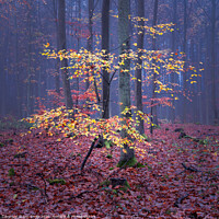 Buy canvas prints of Woodland Colours by Ian Smith