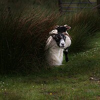 Buy canvas prints of Black-faced Ewe and lamb by Ian Turnell