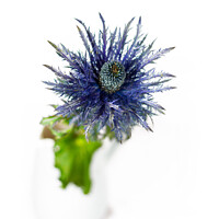 Buy canvas prints of Sea Holly and white vase by Paul Lawrenson