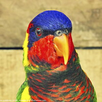 Buy canvas prints of beautiful color Nuri bird by John Lusikooy
