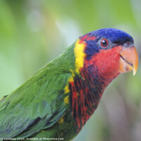 Buy canvas prints of beautiful color Nuri bird by John Lusikooy