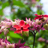 Buy canvas prints of clerodendrum thomsoniae flowers by John Lusikooy