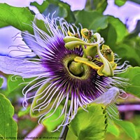 Buy canvas prints of Passion Fruit Flower by John Lusikooy