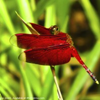 Buy canvas prints of a red dragonfly by John Lusikooy