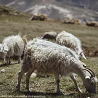 Buy canvas prints of A herd of sheep standing on top of a grass covered by Peleg Avraham