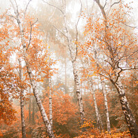 Buy canvas prints of Foggy autumn aspens by Eti Reid