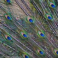 Buy canvas prints of Peacock feathers display by Eti Reid