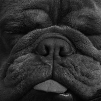 Buy canvas prints of Bulldog snoozing by Darren Evans