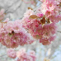 Buy canvas prints of Pink cherry blossom in full bloom by Iain McLeod