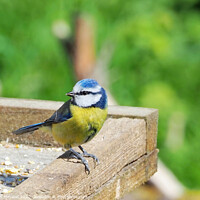 Buy canvas prints of A Blue Tit on a wooden feeding table. by Iain McLeod