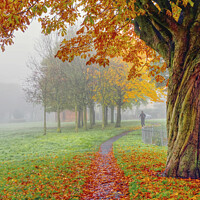 Buy canvas prints of A jogger out for a run in the park during a misty Autumn day by Iain McLeod