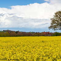 Buy canvas prints of Rapeseed crop  by Cliff Kinch