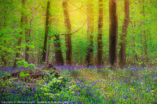 Bluebell wood Picture Board by Cliff Kinch