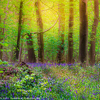 Buy canvas prints of Bluebell wood by Cliff Kinch