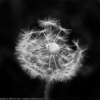 Buy canvas prints of A close up of a dandelion by Cliff Kinch
