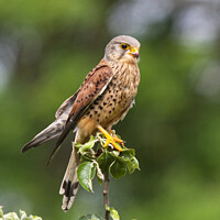 Buy canvas prints of Kestrel perched on a branch by Cliff Kinch
