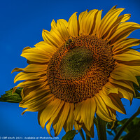 Buy canvas prints of Sunflower by Cliff Kinch