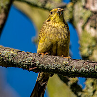 Buy canvas prints of Yellowhammer Emberiza citrinella by Cliff Kinch