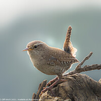Buy canvas prints of Wren by Cliff Kinch