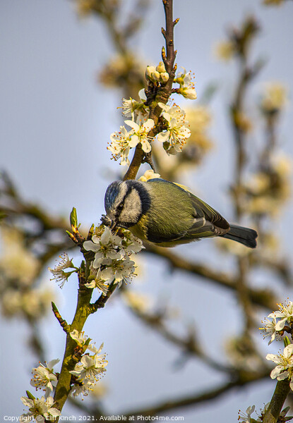 Enchanting Blue Tit on a Luscious Plum Branch Picture Board by Cliff Kinch