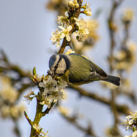 Buy canvas prints of Enchanting Blue Tit on a Luscious Plum Branch by Cliff Kinch