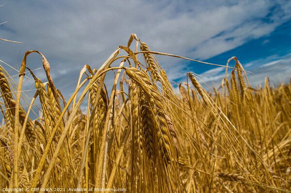 Golden barley Picture Board by Cliff Kinch