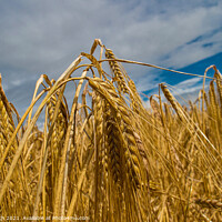 Buy canvas prints of Golden barley by Cliff Kinch