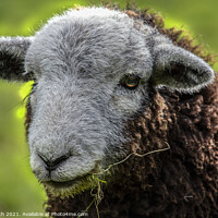 Buy canvas prints of Lake District Herdwick sheep by Cliff Kinch