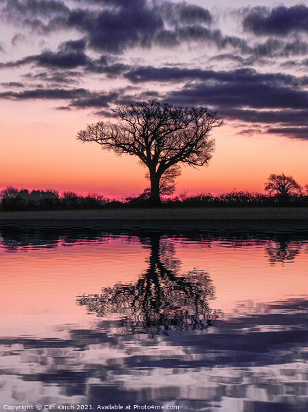 Dawn behind a lone tree  Picture Board by Cliff Kinch
