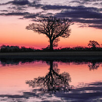 Buy canvas prints of Dawn behind a lone tree  by Cliff Kinch
