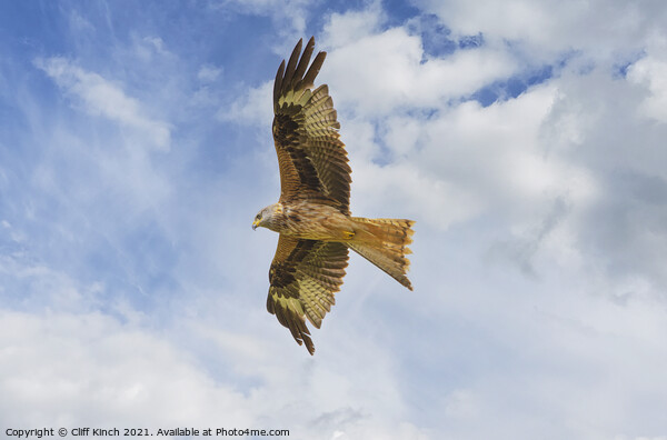 Rek Kite in flight Picture Board by Cliff Kinch